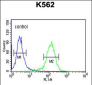 MARCO Antibody (N-term)